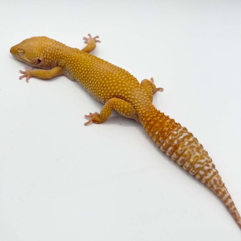 ヒョウモントカゲモドキ レオパ