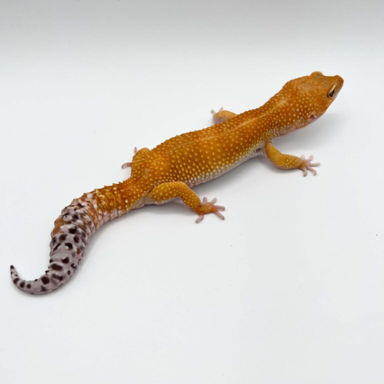 ヒョウモントカゲモドキ レオパ