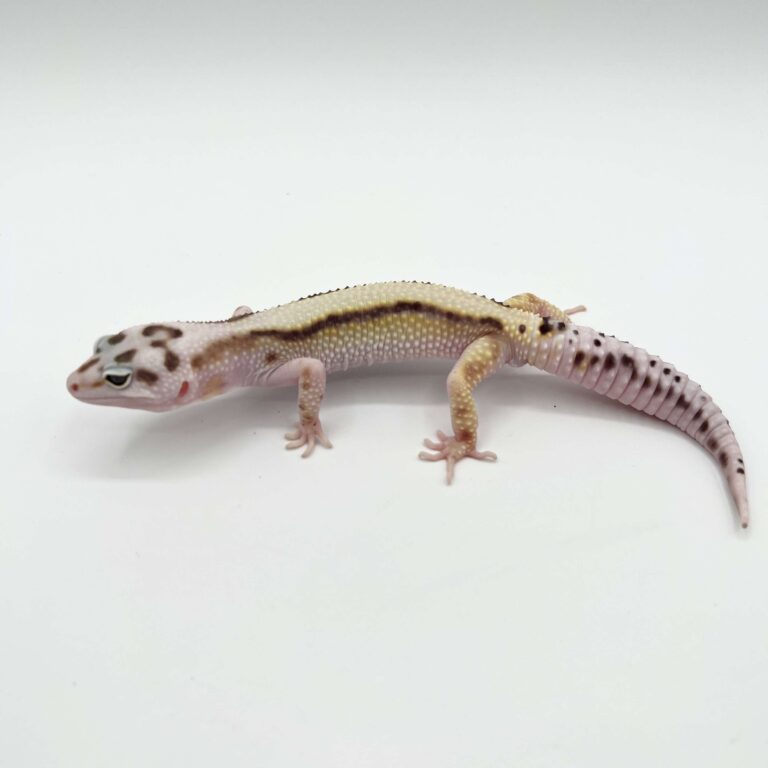 ヒョウモントカゲモドキ レオパ