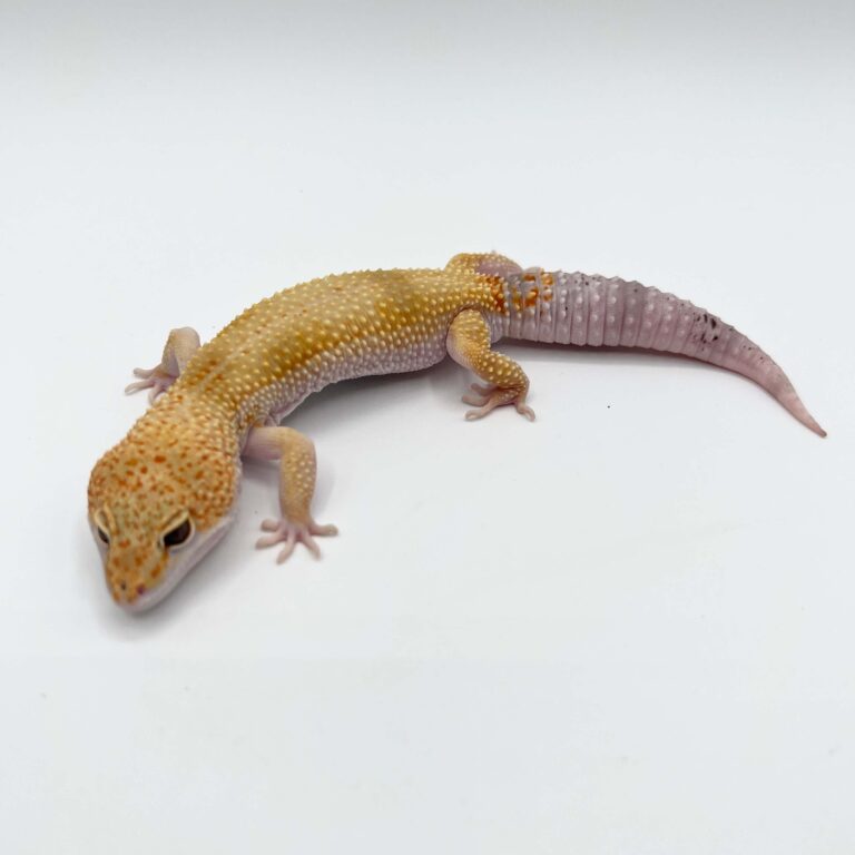 ヒョウモントカゲモドキ レオパ