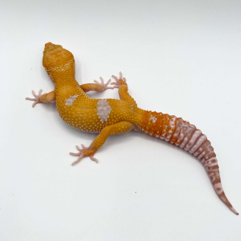 ヒョウモントカゲモドキ レオパ