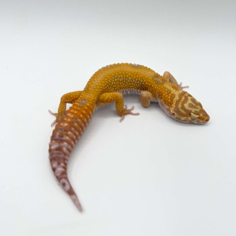 ヒョウモントカゲモドキ レオパ