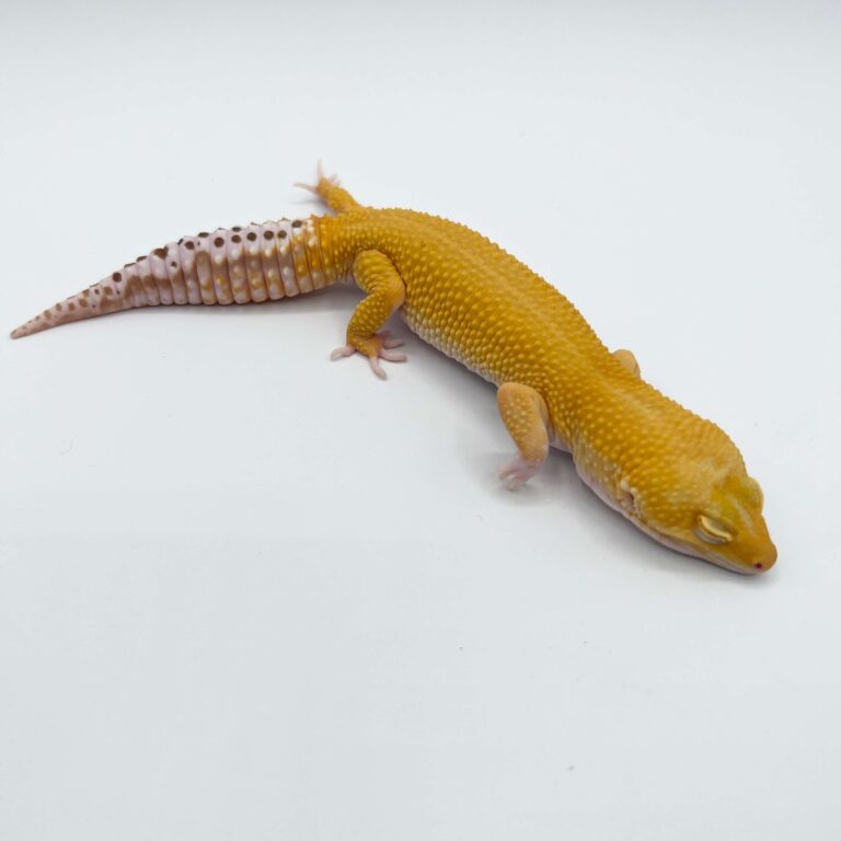 ヒョウモントカゲモドキ レオパ