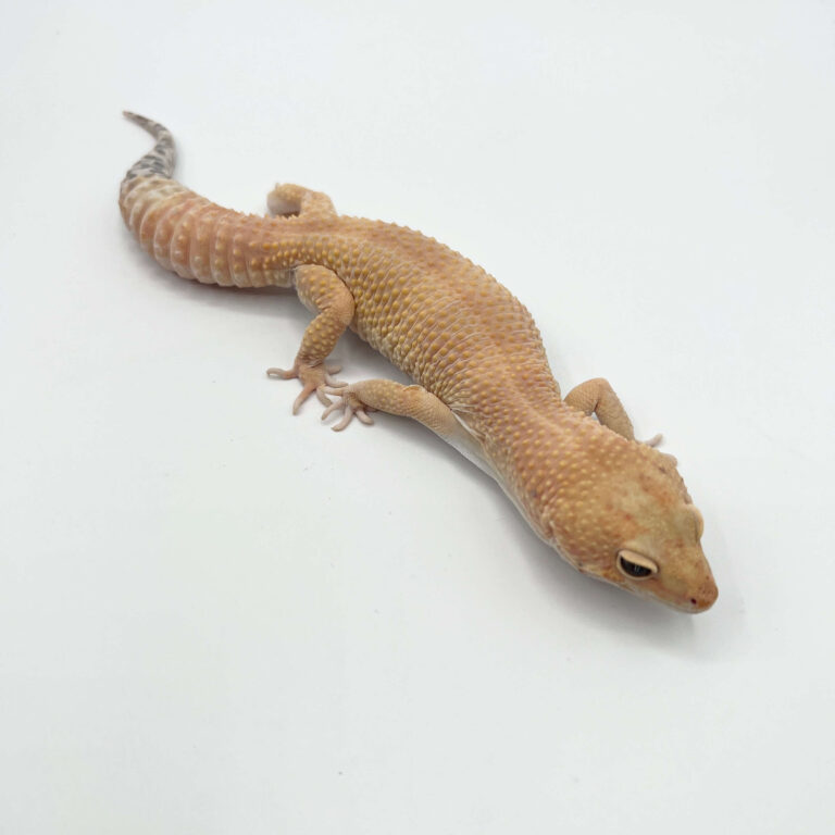 ヒョウモントカゲモドキ レオパ