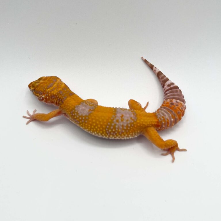 ヒョウモントカゲモドキ レオパ