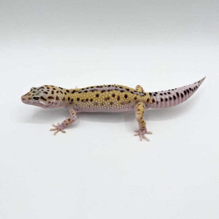 ヒョウモントカゲモドキ レオパ