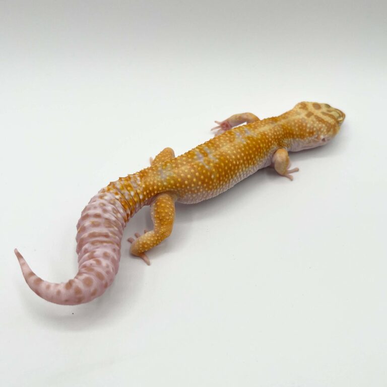 ヒョウモントカゲモドキ レオパ