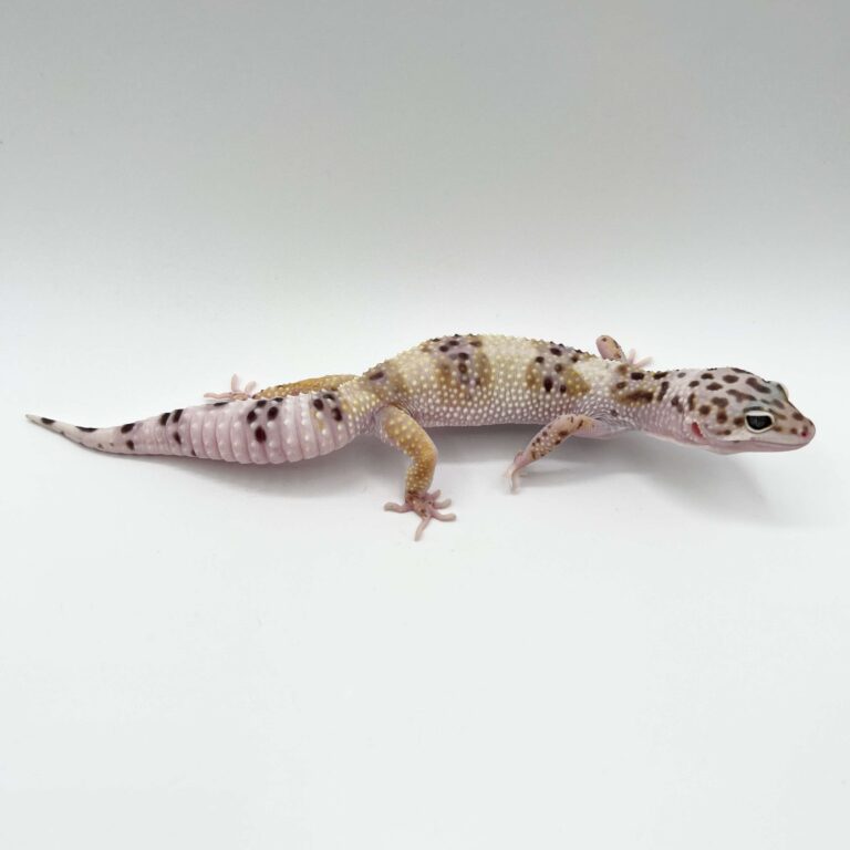 ヒョウモントカゲモドキ レオパ