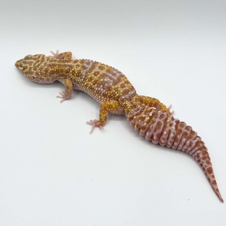 ヒョウモントカゲモドキ レオパ