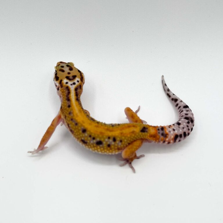 ヒョウモントカゲモドキ レオパ