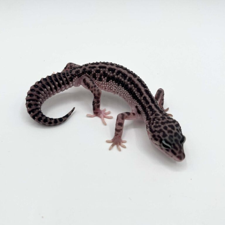 ヒョウモントカゲモドキ レオパ