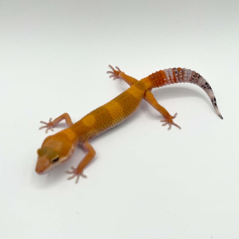 ヒョウモントカゲモドキ レオパ