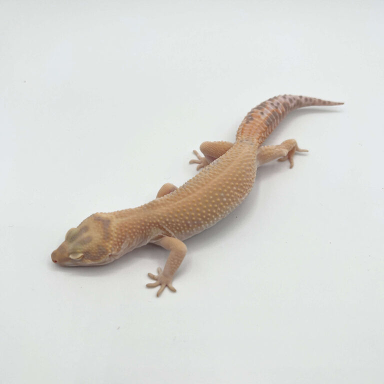 ヒョウモントカゲモドキ レオパ