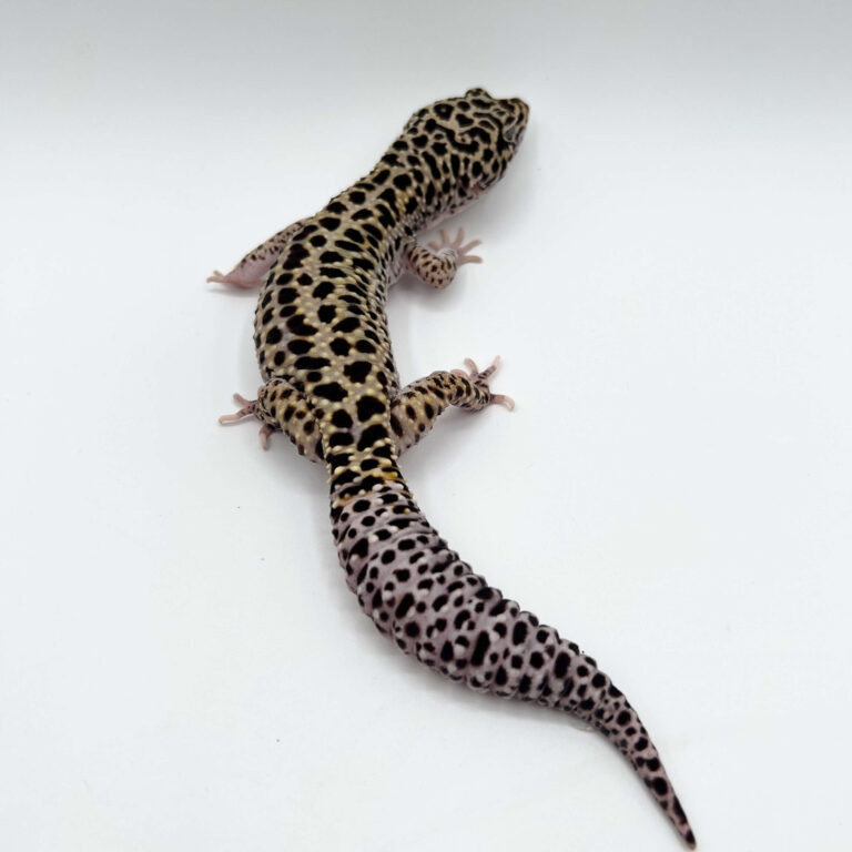 ヒョウモントカゲモドキ レオパ