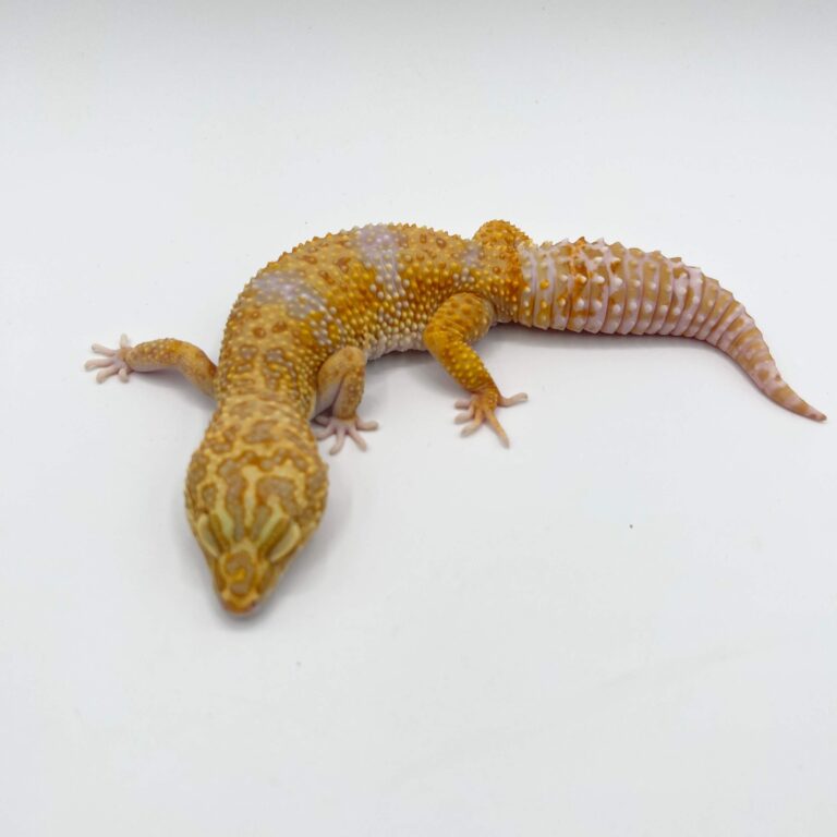 ヒョウモントカゲモドキ レオパ