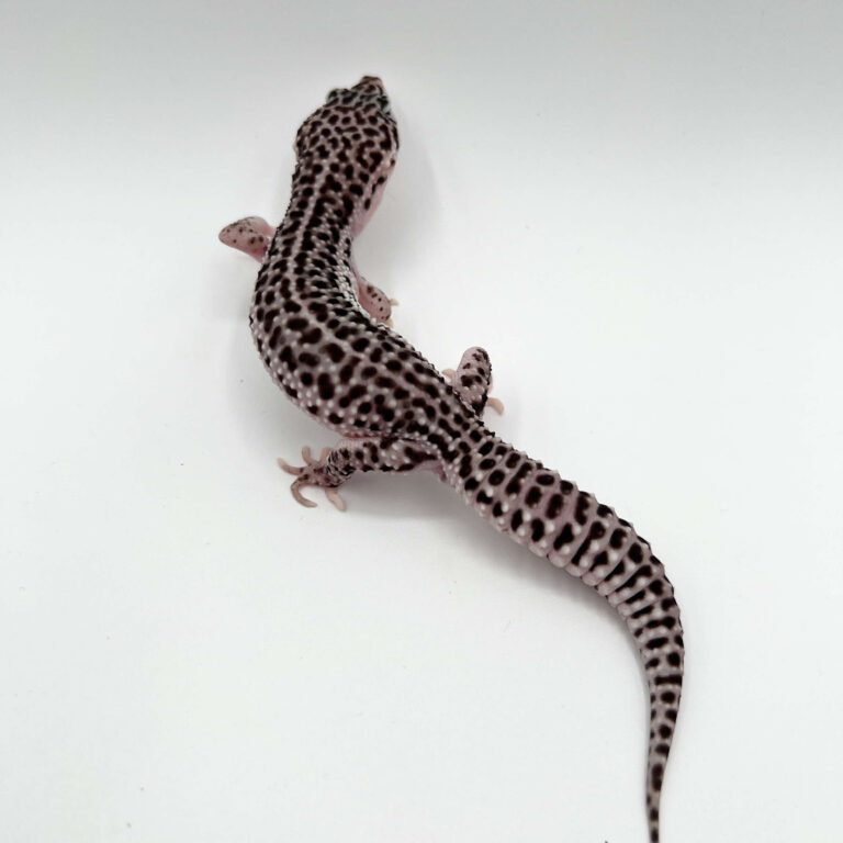 ヒョウモントカゲモドキ レオパ