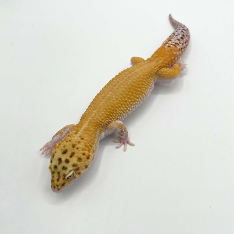 ヒョウモントカゲモドキ レオパ