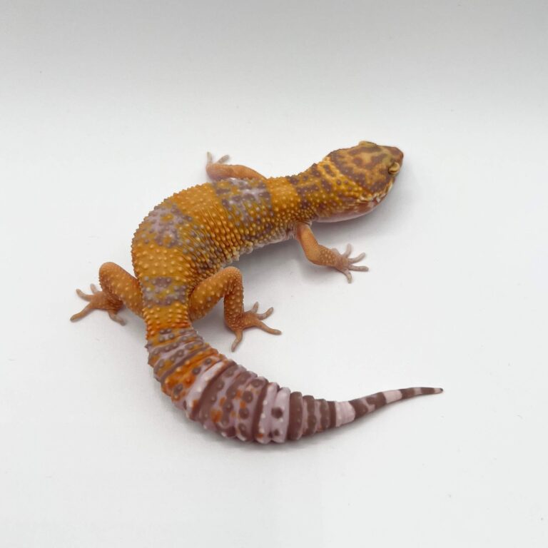 ヒョウモントカゲモドキ レオパ