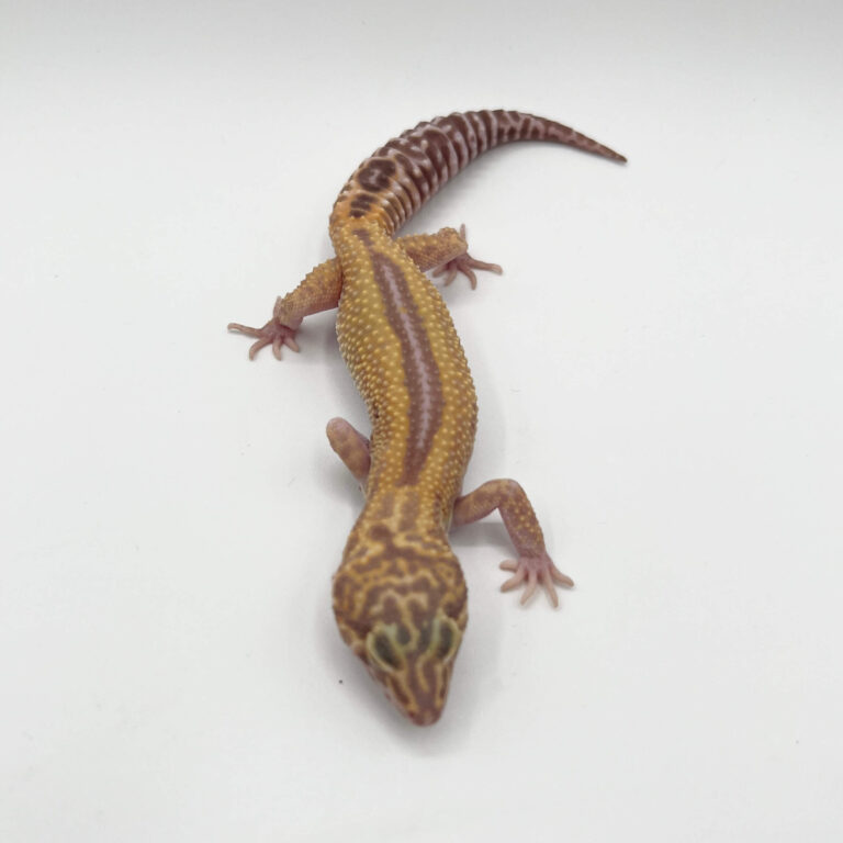 ヒョウモントカゲモドキ レオパ