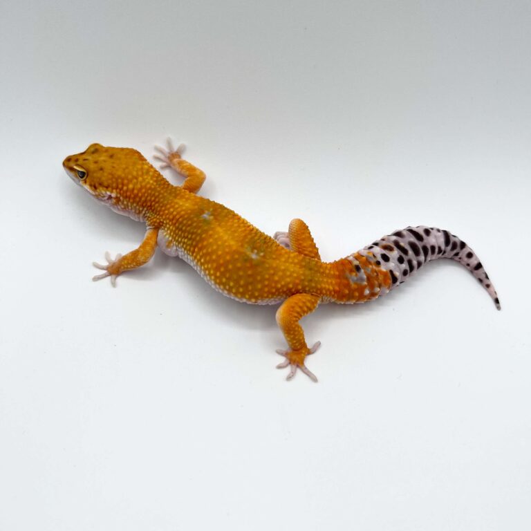 ヒョウモントカゲモドキ レオパ