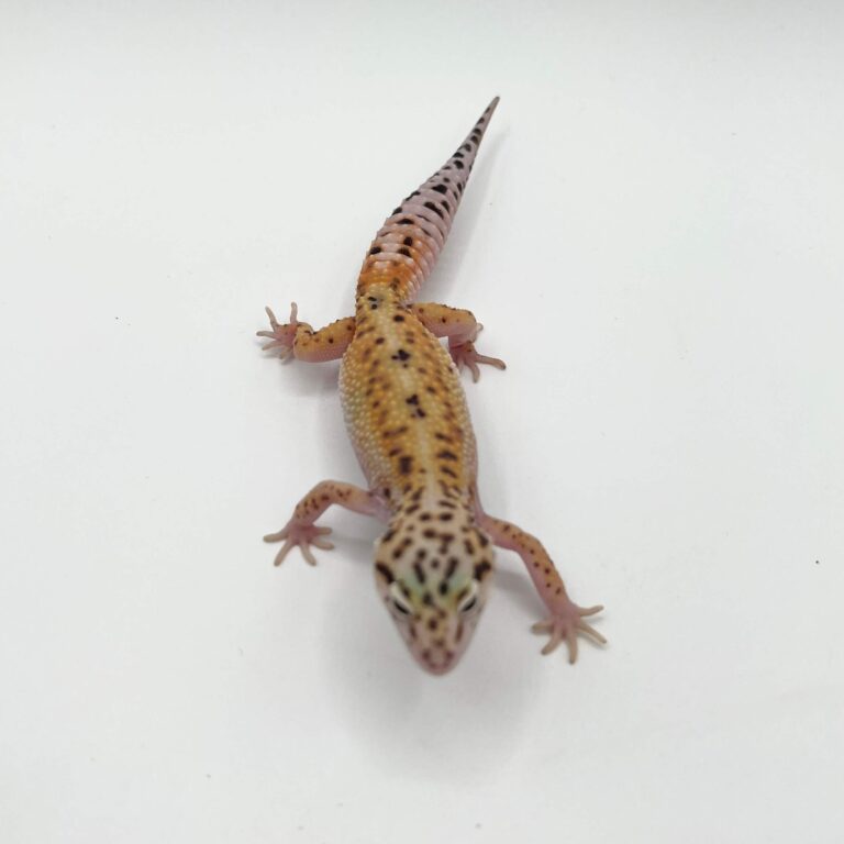 ヒョウモントカゲモドキ レオパ