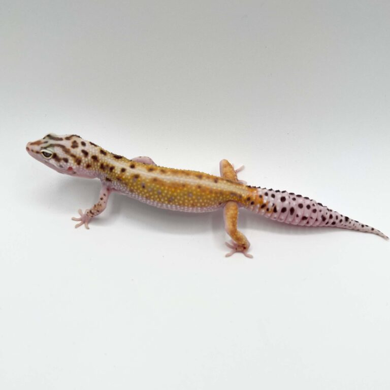 ヒョウモントカゲモドキ レオパ