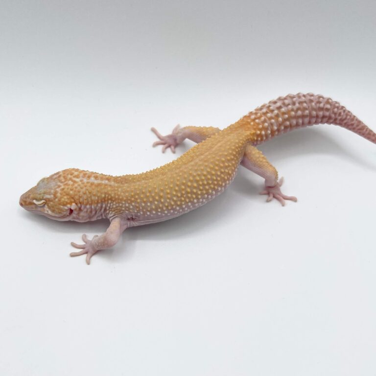 ヒョウモントカゲモドキ レオパ