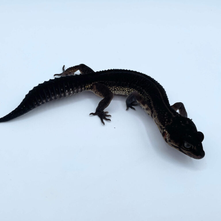 レオパ ヒョウモントカゲモドキ ブラックナイト