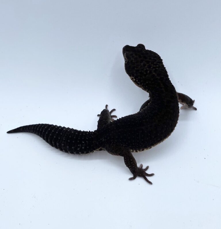 ヒョウモントカゲモドキ レオパ ブラックナイト