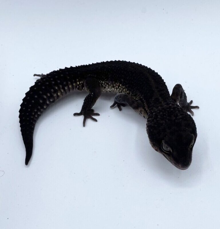 ヒョウモントカゲモドキ レオパ ブラックナイト
