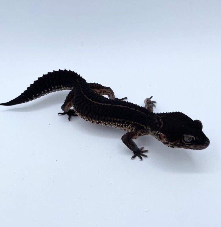 ヒョウモントカゲモドキ レオパ ブラックナイト