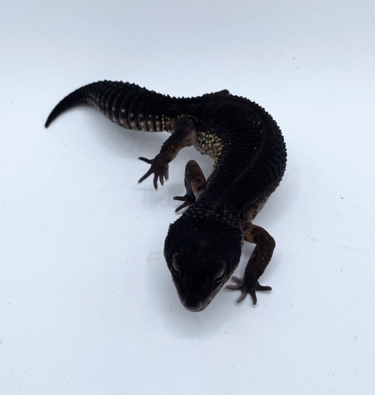 ヒョウモントカゲモドキ レオパ ブラックナイト