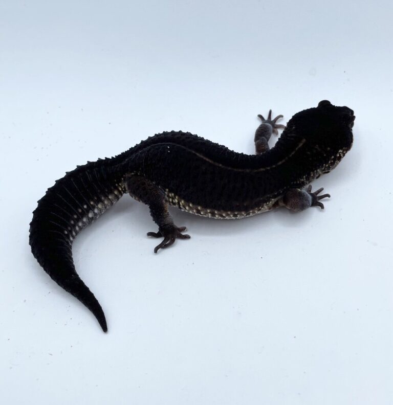 ヒョウモントカゲモドキ レオパ ブラックナイト