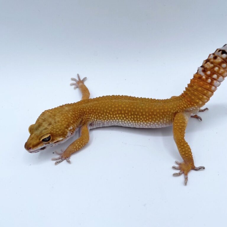 ヒョウモントカゲモドキ レオパ