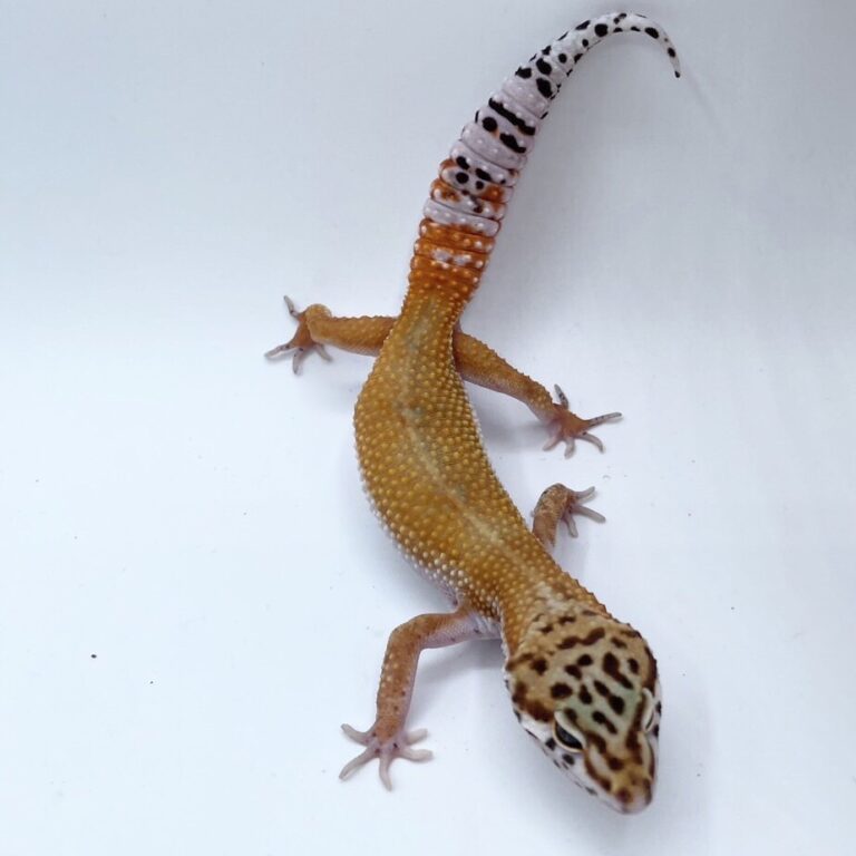 ヒョウモントカゲモドキ レオパ