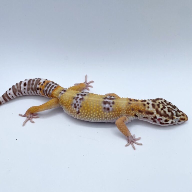 ヒョウモントカゲモドキ レオパ