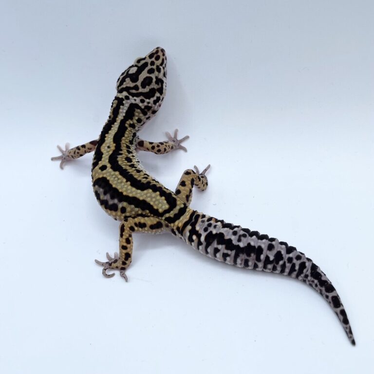 ヒョウモントカゲモドキ レオパ