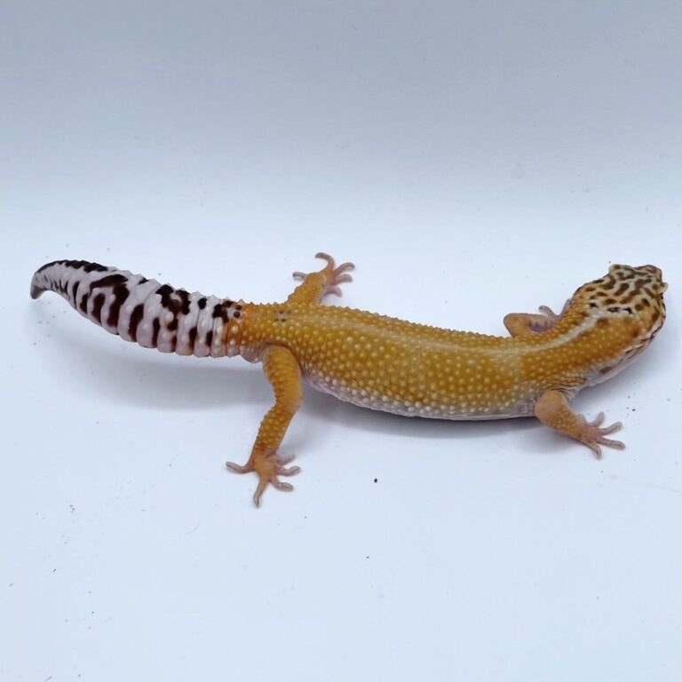 ヒョウモントカゲモドキ レオパ