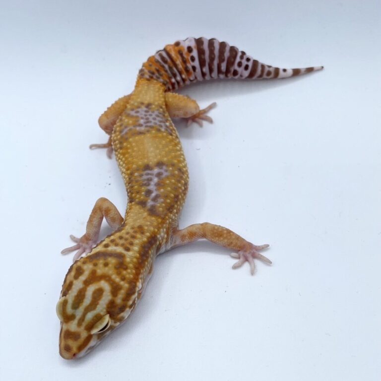 ヒョウモントカゲモドキ レオパ