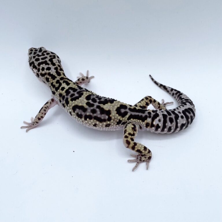 ヒョウモントカゲモドキ レオパ
