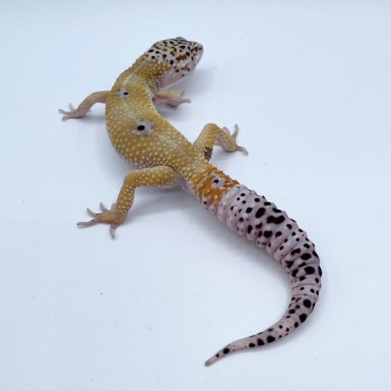 ヒョウモントカゲモドキ レオパ