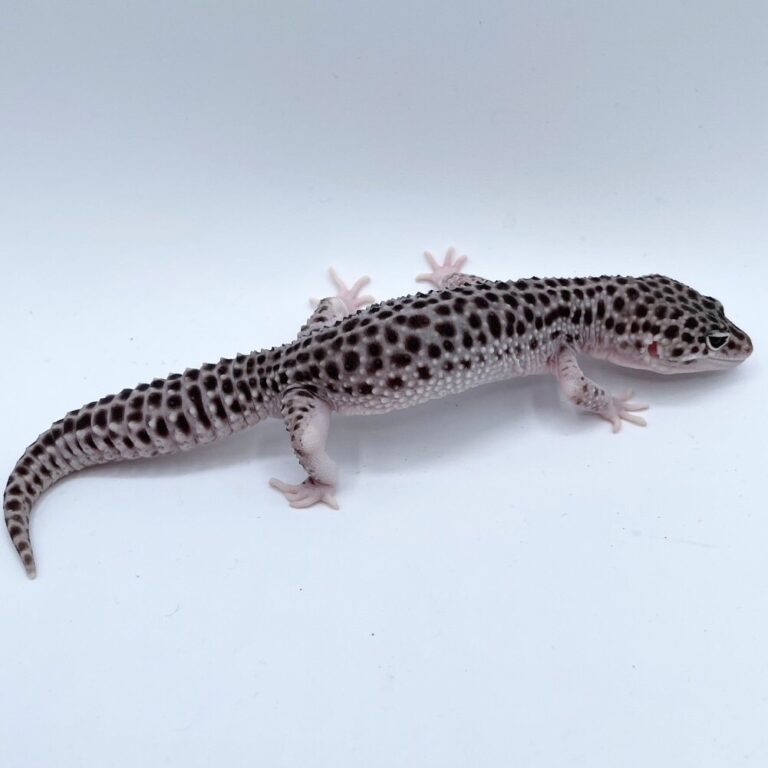 ヒョウモントカゲモドキ レオパ
