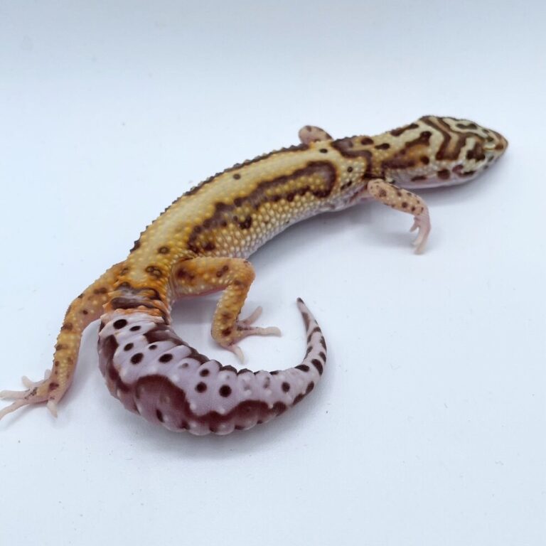 ヒョウモントカゲモドキ レオパ