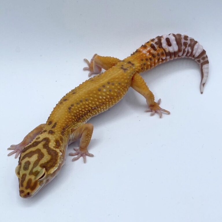 ヒョウモントカゲモドキ レオパ