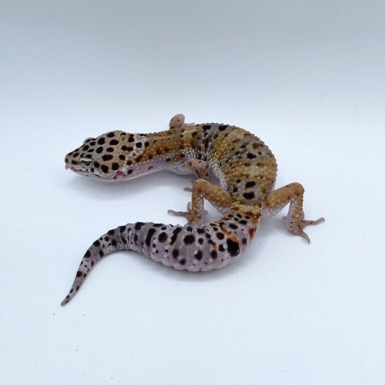 ヒョウモントカゲモドキ レオパ