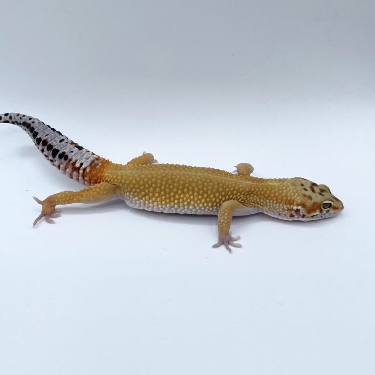 ヒョウモントカゲモドキ レオパ