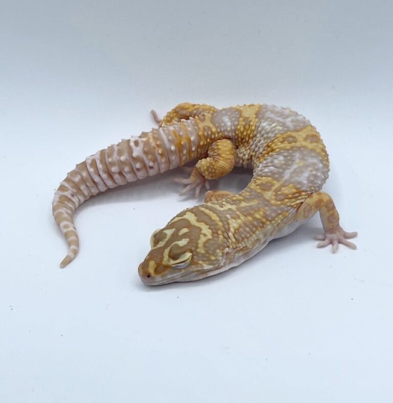 ヒョウモントカゲモドキ レオパ