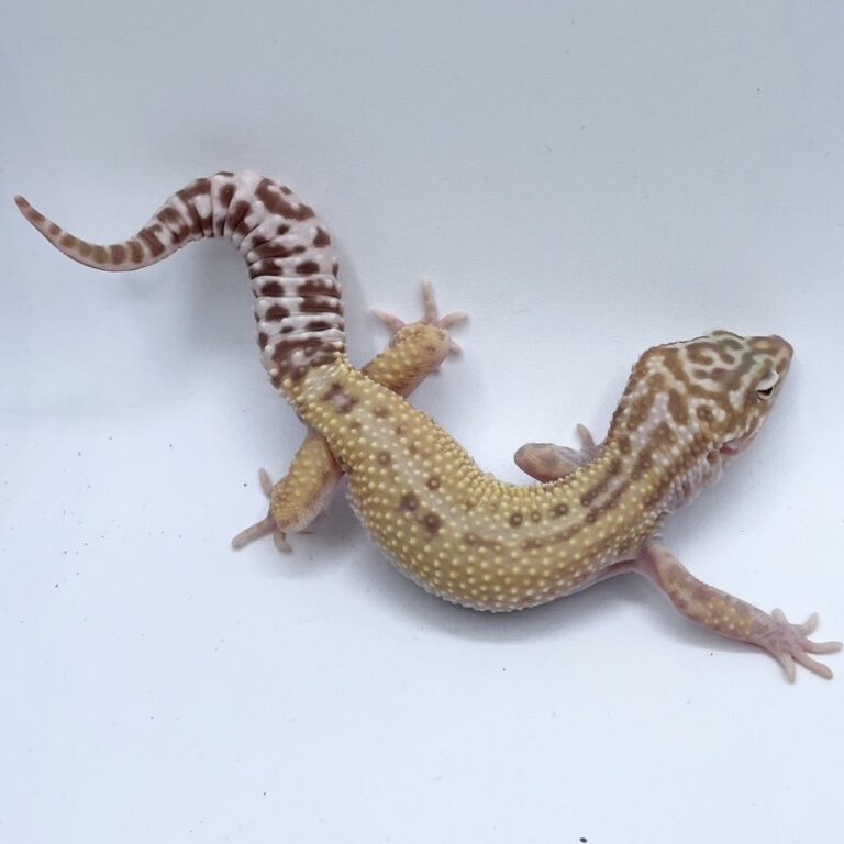 ヒョウモントカゲモドキ レオパ