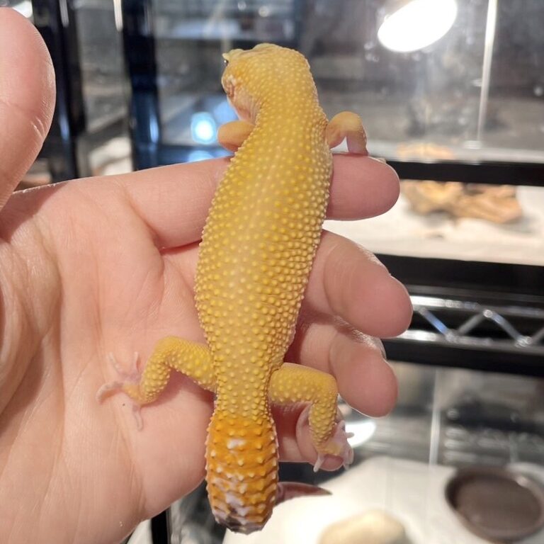 ヒョウモントカゲモドキ レオパ