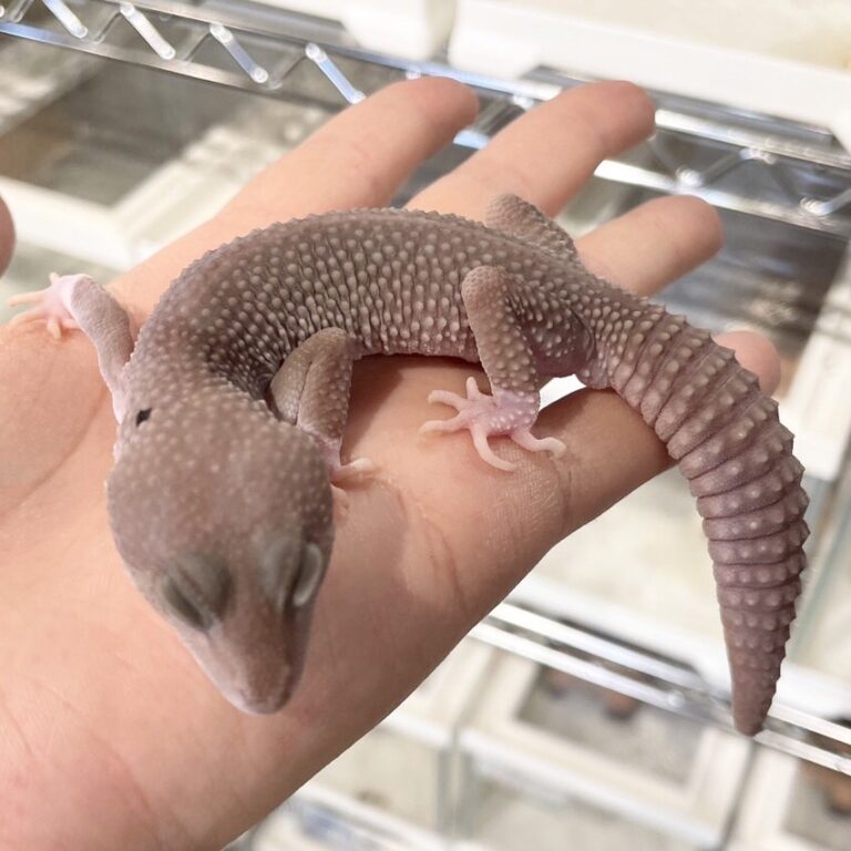 ヒョウモントカゲモドキ レオパ